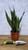 SANSEVIERIA ZEYLANICA/BL CL 6"